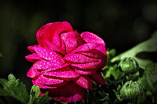 macro photo of pink petal flower, ranunculus