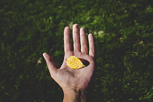 yellow leaf, hands, leaves, depth of field, grass