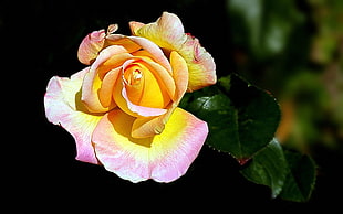 closeup photography of pink and yellow Rose flower