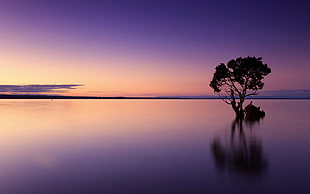 silhouette of tree on body of water during sunset, trees, lake