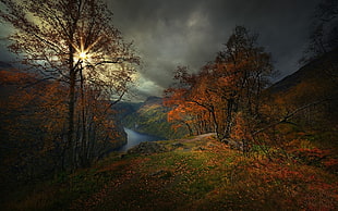 brown and orange trees, nature, landscape, photography, Geiranger