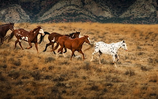 white and brown horses, horse, animals, nature