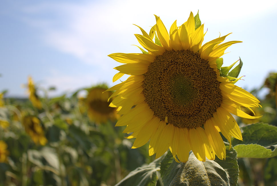 selective focus sunflower in bloom during daytime HD wallpaper