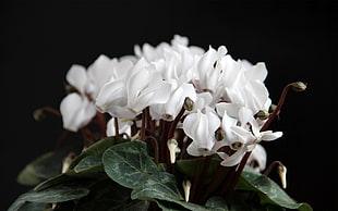 white Cyclamen flowers in closeup photography