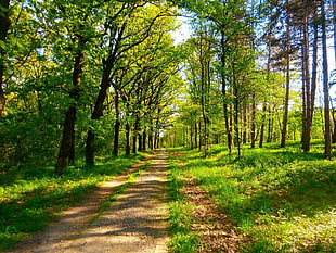 dirt road, nature, spring, green, trees HD wallpaper