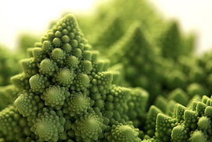 close-up photo of Broccoli HD wallpaper