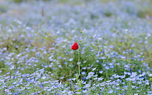 red Poppy flower at daytime