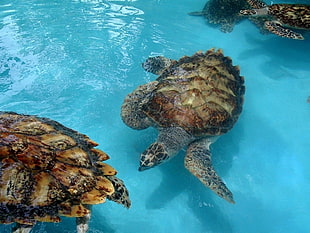two brown and black shell turtles