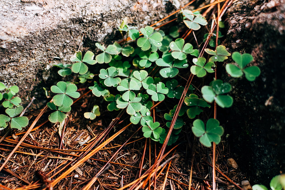 green clover plants, Clover, Leaves, Branches HD wallpaper