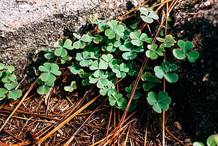 green clover plants, Clover, Leaves, Branches