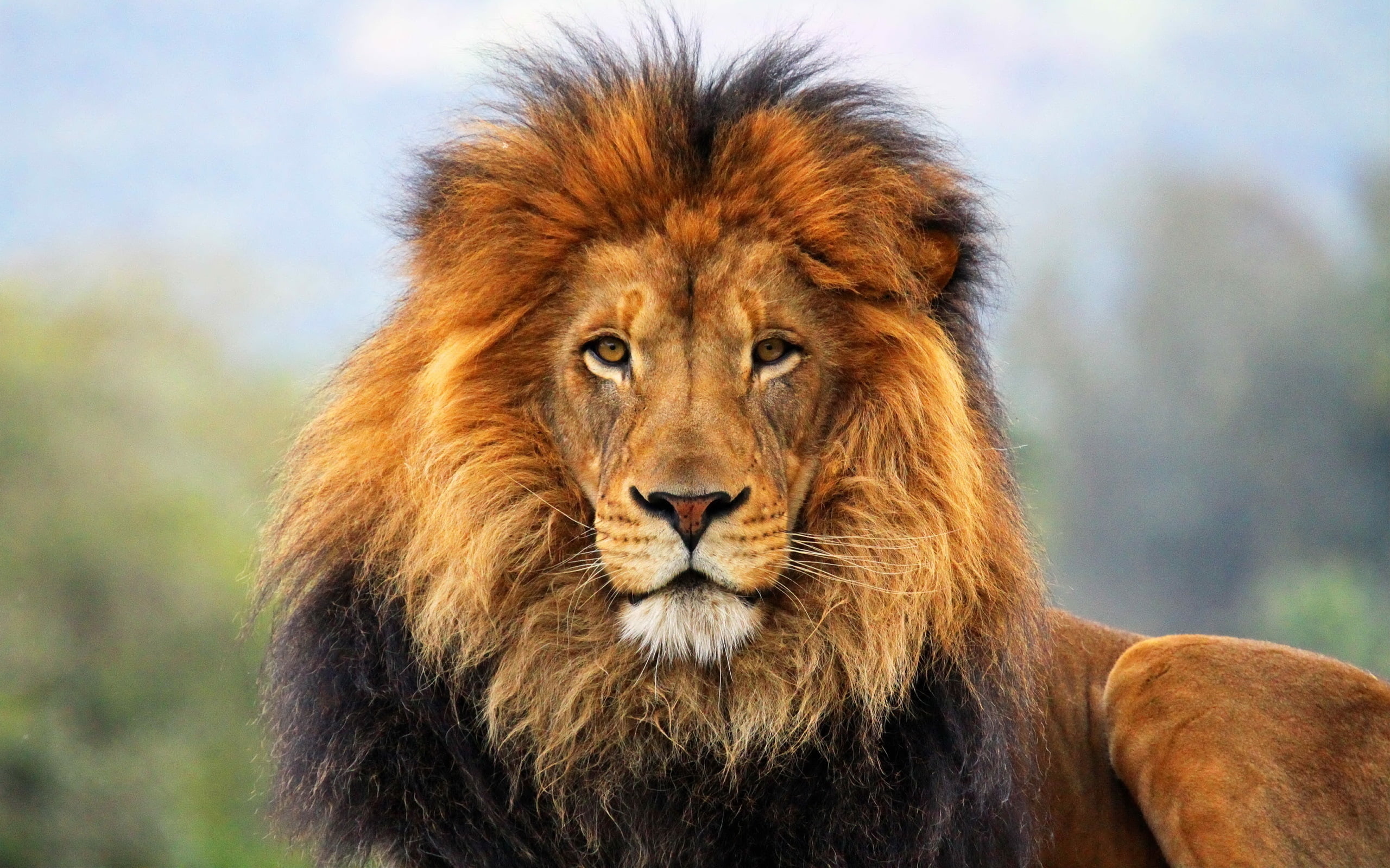 brown-and-black Lion