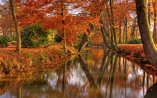 river under autumn leaves HD wallpaper