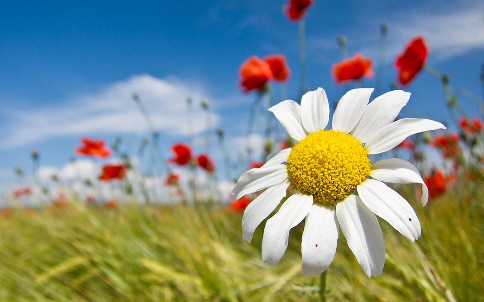 Daisy,  Flowers,  Field,  Summer HD wallpaper