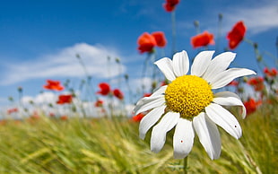 Daisy,  Flowers,  Field,  Summer