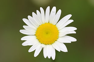 close up photo of white petaled flower, daisy