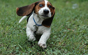 adult white and brown beagle