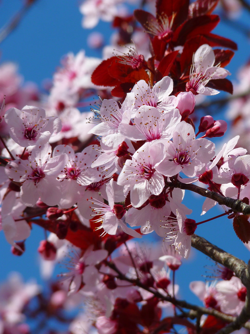 pink and red cherry blossoms HD wallpaper