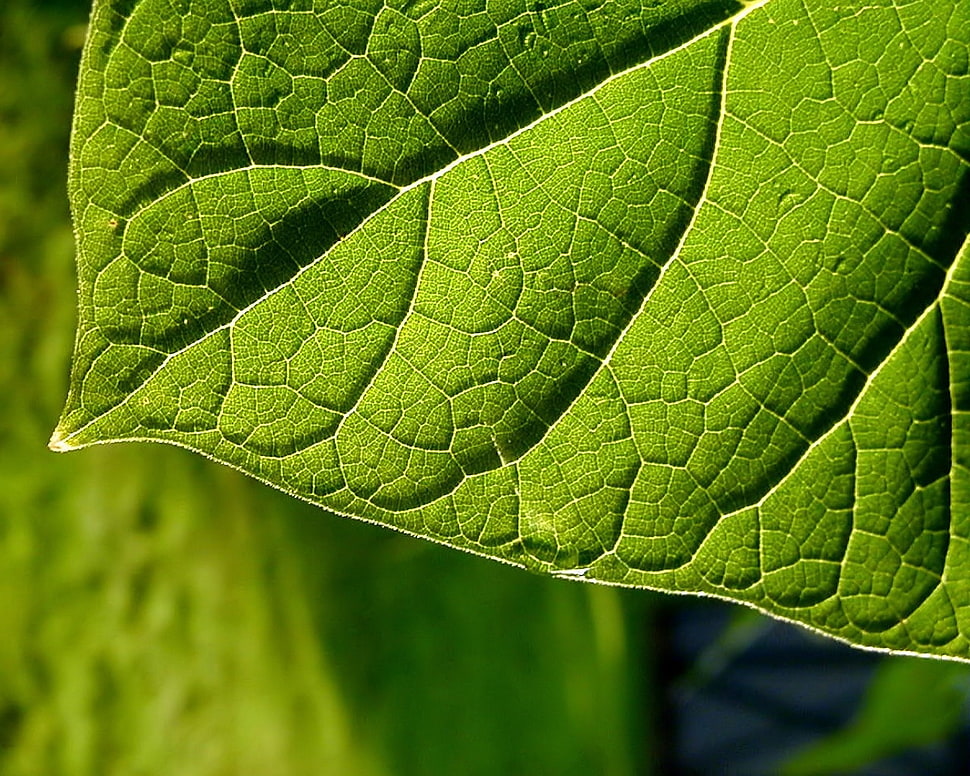 green leaf plant HD wallpaper
