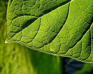 green leaf plant HD wallpaper