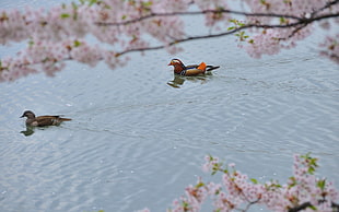 two ducks swimming through lake