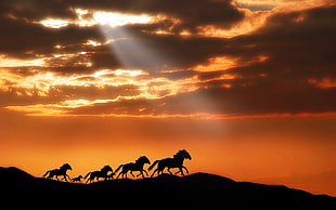 silhouette photo of running horses HD wallpaper