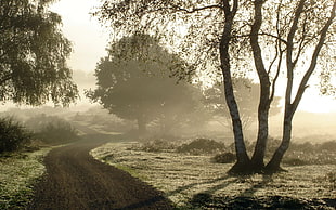 landscape photography of road surrounded by tree