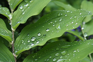 green leaf plant with water drops close up photography