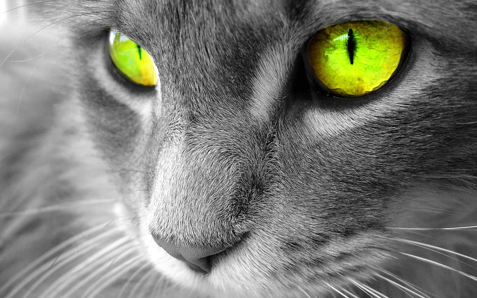 Russian blue cat, cat HD wallpaper