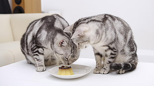 two silver tabby cats eating food on plate