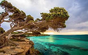 tree on rock cliff beside shore at daytime