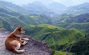 adult Shiba inu, landscape, terraced field, dog, animals HD wallpaper