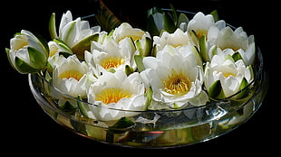 bouquet of white-and-yellow flowers HD wallpaper