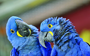 closeup photography of two Hyacinth Macaws