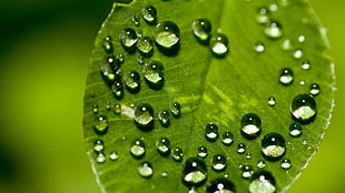 shallow focus photography of water drops on the leaf