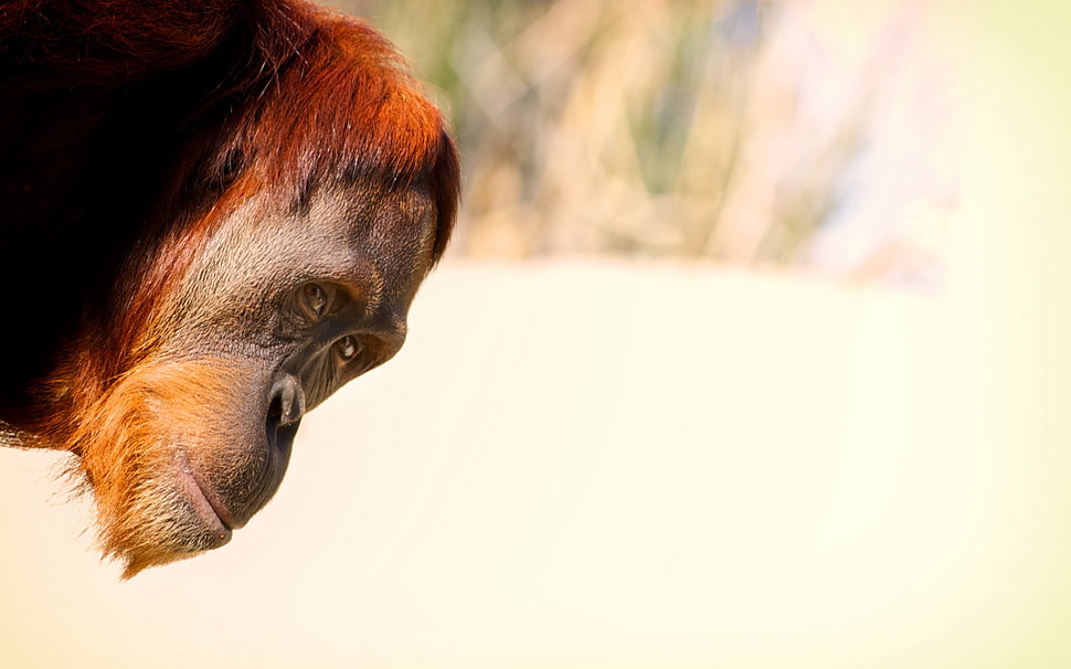 brown and gray chimpanzee during daytime HD wallpaper