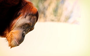 brown and gray chimpanzee during daytime HD wallpaper