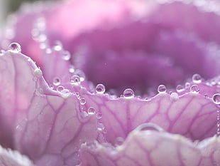 close up photo of purple petaled flower with water drops