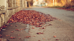 brown withered leafs HD wallpaper