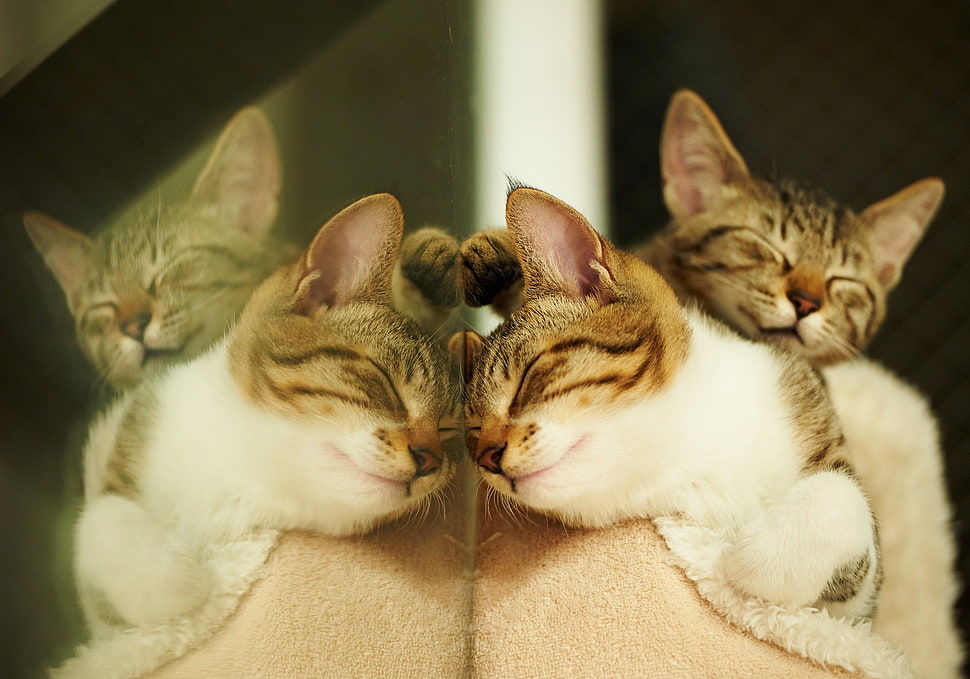 white and brown kitten HD wallpaper