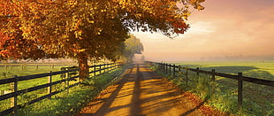 pathway between fence wallpaper, nature, photography, landscape, fence HD wallpaper
