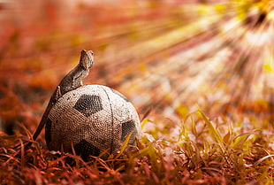 brown lizard on soccer ball during daytime