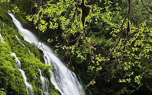 waterfalls, nature, landscape, waterfall, vines HD wallpaper