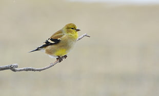 green and black short-beak bird perched on tree branch, american goldfinch