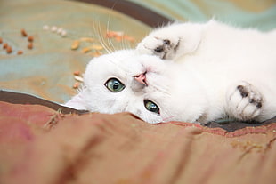 white Persian cat lying on brown textile