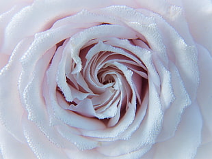 pink petaled flower, Rose, Drops, Close-up