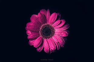 pink flower, flowers, macro, simple background, nature
