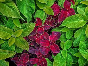 green and purple leaves