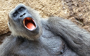 gray primate with open mouth