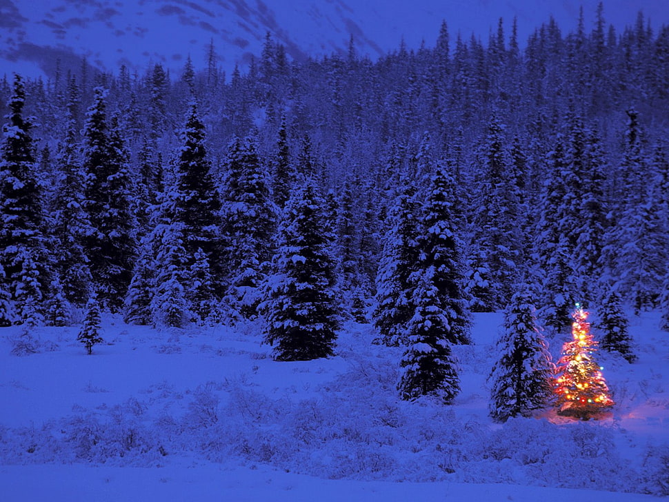 snow covered pine trees beside pre-lit Christmas tree taken during night time HD wallpaper