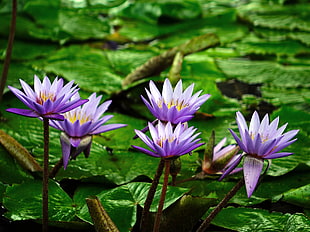 macro shot of purple-and-white flowers